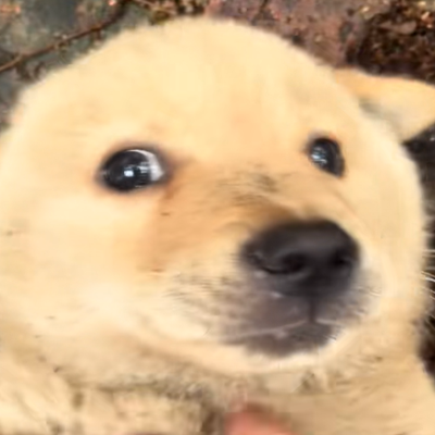 Cute Shiba Inu